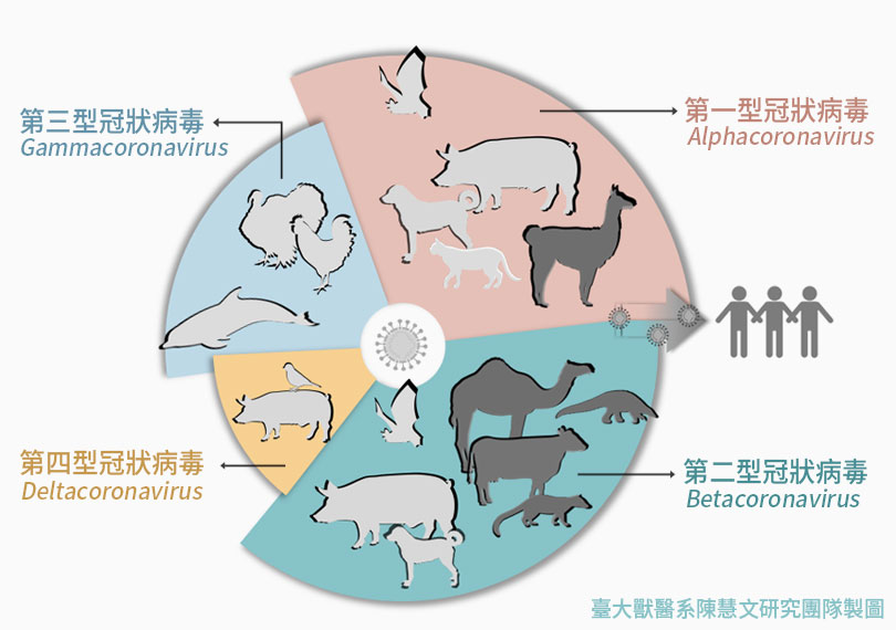 冠狀病毒分成四型，可感染人類的病毒分布在第一型和第二型。（圖 / 臺大獸醫系陳慧文研究團隊製）